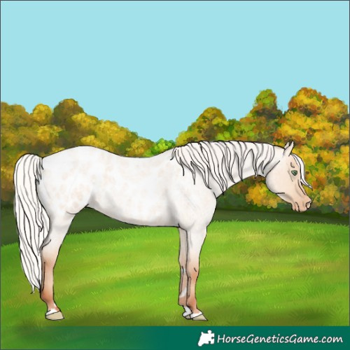 Horse Color:Silver Amber Champagne Roan Dun Appaloosa 