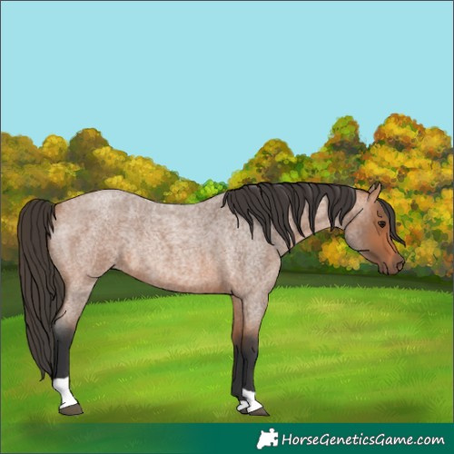 Horse Color:Bay Roan Tobiano Rabicano 