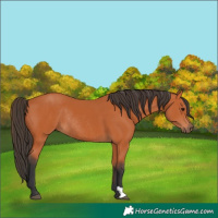 Horse Color:Bay Rabicano