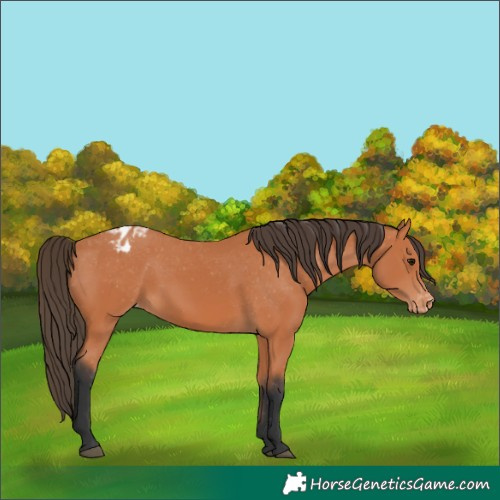 Horse Color:Bay Appaloosa