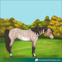 Horse Color:Bay Roan Frame 