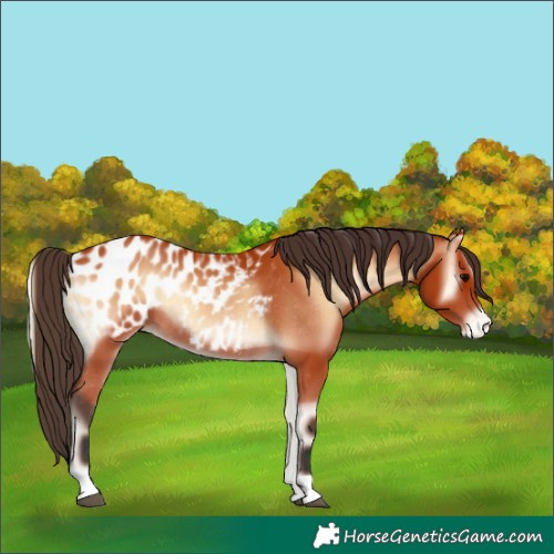 Horse Color:Bay Onyx Appaloosa Rabicano