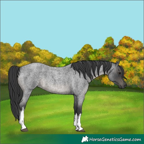 Horse Color:White Spotted Blue Roan Rabicano 