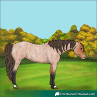 Horse Color:Bay Roan Appaloosa Rabicano 