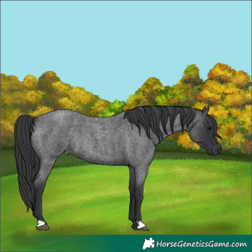 Horse Color:Blue Roan Rabicano 