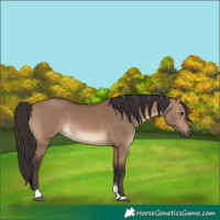 Horse Color:Brown Dun Tobiano Rabicano