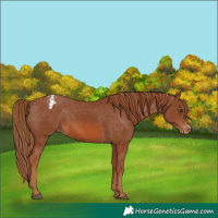 Horse Color:Chestnut Varnish Rabicano 