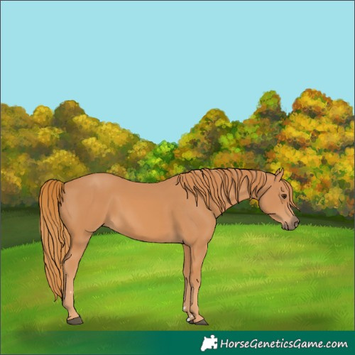 Horse Color:Chestnut 