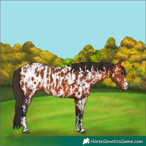 Horse Color:Bay Appaloosa and Bay Appaloosa