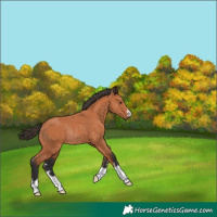 Horse Color:Bay Rabicano 