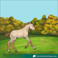 Horse Color:Red Dun Rabicano