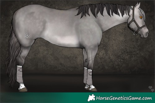Horse Color:Platinum Buckskin Dun Tobiano 