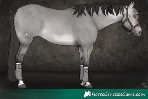 Horse Color:Platinum Buckskin Dun Tobiano