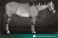 Horse Color:Platinum Buckskin Dun Tobiano 