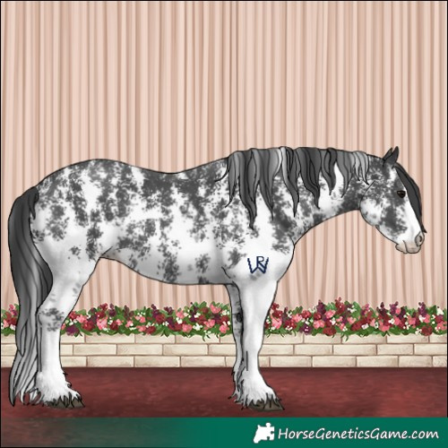 Horse Color:Black Sabino 