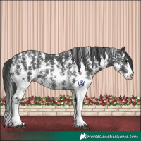 Horse Color:Black Sabino 