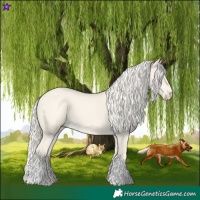 Horse Color:Cremello Dun Tobiano 