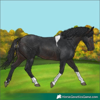 Horse Color:Brown Tobiano