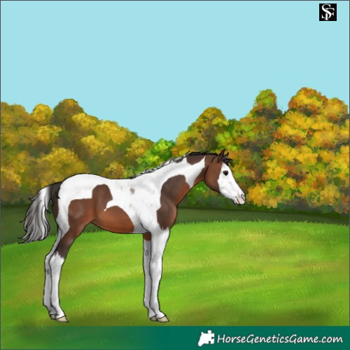 Horse Color:Brown Splash Tobiano 