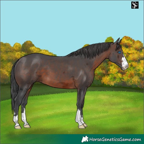 Horse Color:Brown Merle