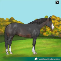 Horse Color:Brown Merle 