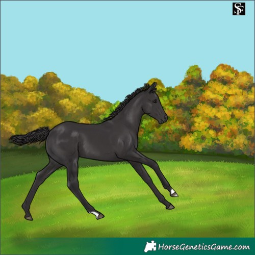 Horse Color:Smoky Black 
