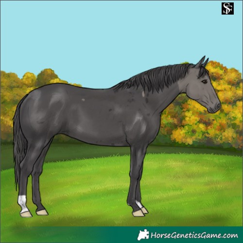 Horse Color:Smoky Black Merle 