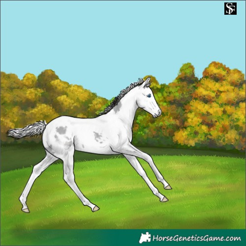 Horse Color:Smoky Black Merle 