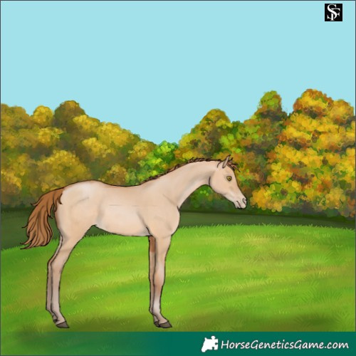 Horse Color:Brown Pearl Dun 
