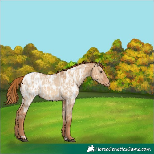 Horse Color:Red Dun Appaloosa  and Red Dun Appaloosa 