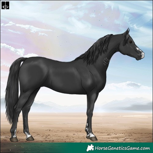 Horse Color:Black 