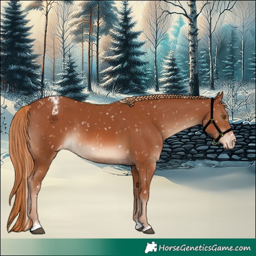 Horse Color:Chestnut Appaloosa 