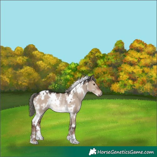 Horse Color:White Spotted Liver Red Dun Mushroom Rabicano 