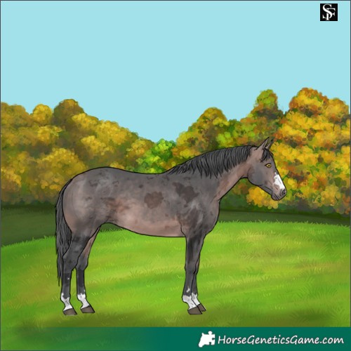 Horse Color:Platinum Bay Merle 