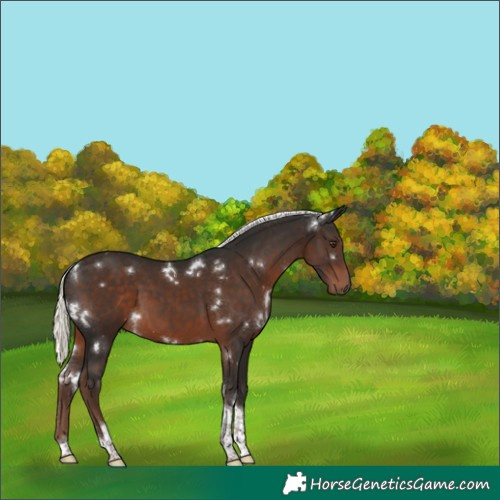 Horse Color:White Spotted Liver Chestnut Mushroom Tobiano 