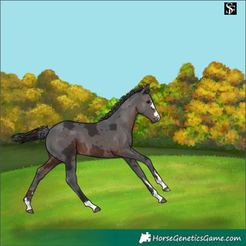 Horse Color:Brown Merle 