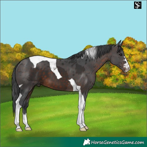 Horse Color:Brown Merle Tobiano 