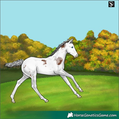 Horse Color:Brown Merle Splash 