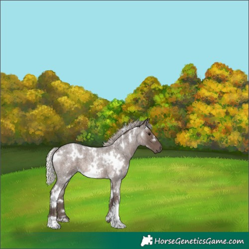 Horse Color:White Spotted Silver Blue Roan 