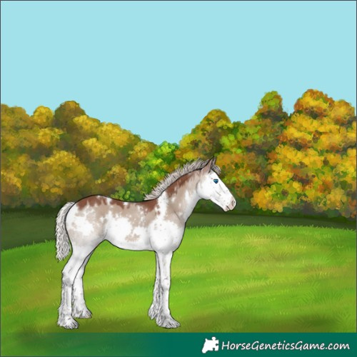 Horse Color:White Spotted Silver Grullo Sabino Splash 