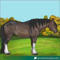 Horse Color:Brown Dun Tobiano 