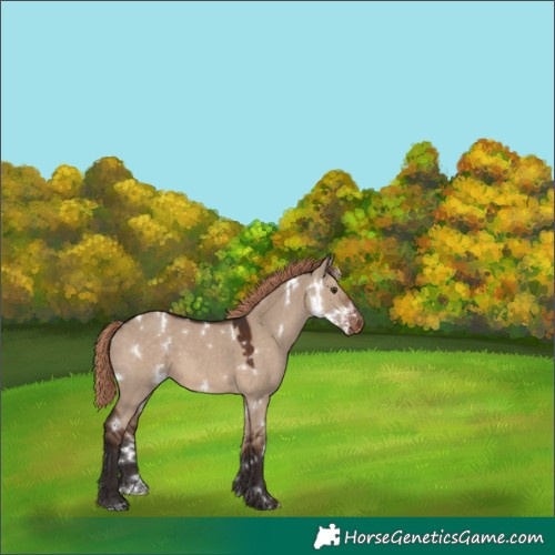 Horse Color:White Spotted Liver Red Dun Varnish 