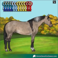 Horse Color:Brown Dun Tobiano