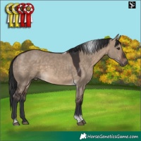 Horse Color:Brown Dun Tobiano 