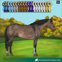 Horse Color:Brown Dun Tobiano 