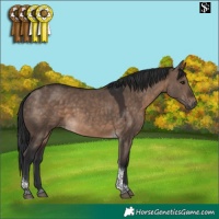 Horse Color:Brown Dun Tobiano 