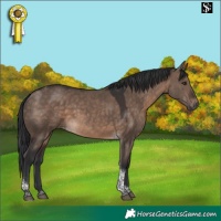 Horse Color:Brown Dun Tobiano 