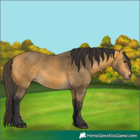 Horse Color:Buckskin