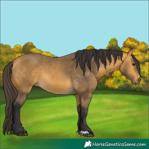 Horse Color:Buckskin