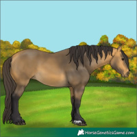 Horse Color:Buckskin